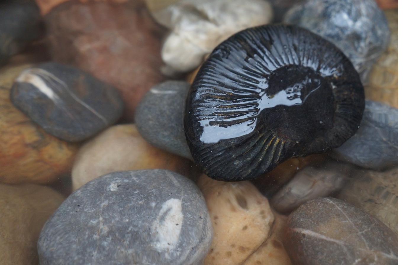 Shaligram in the Kali Gandaki riverbed